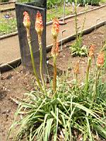 Kniphofia Uvaria (fam. Asphodelacees) (Afrique du Sud) (2) (Photo F. Mrugala)